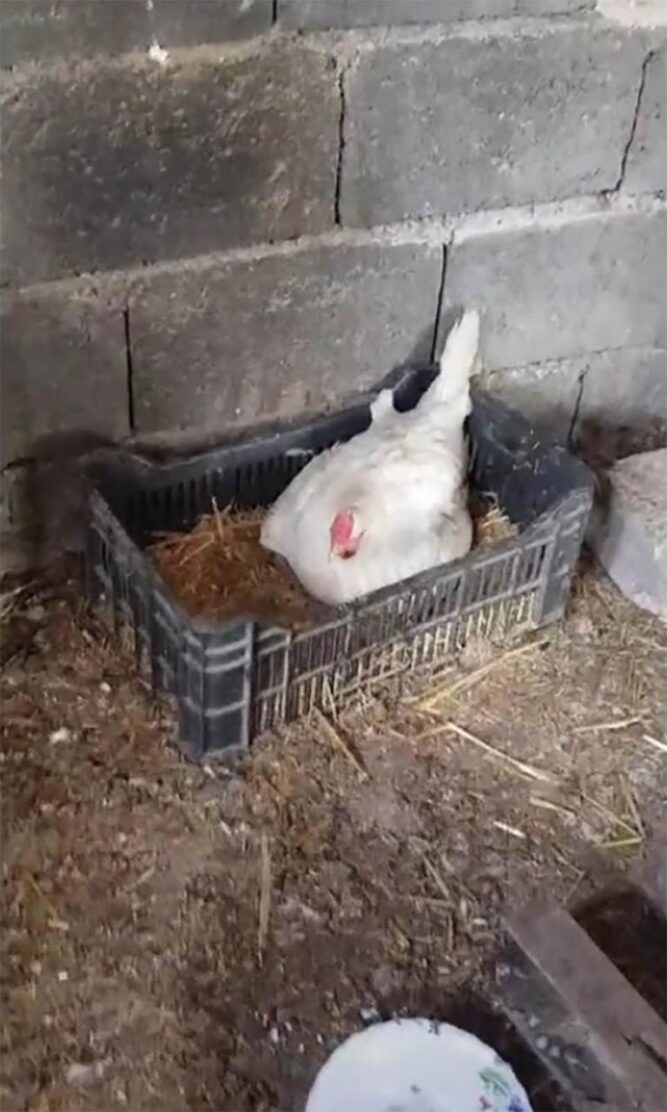 Pollo cuida de gatitos