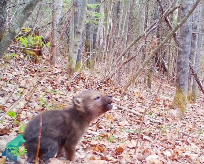 Primeros aullidos de un cachorro de lobo