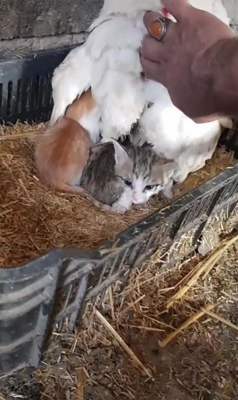 pollo cuidando a tres gatitos huérfanos