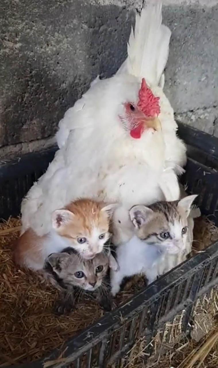pollo y tres gatitos huérfanos