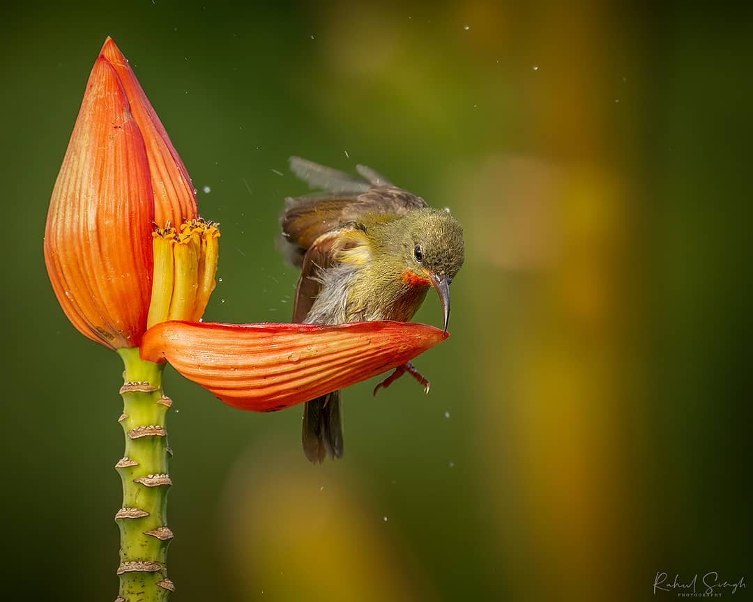 Adorable ave usa flor para bañarse