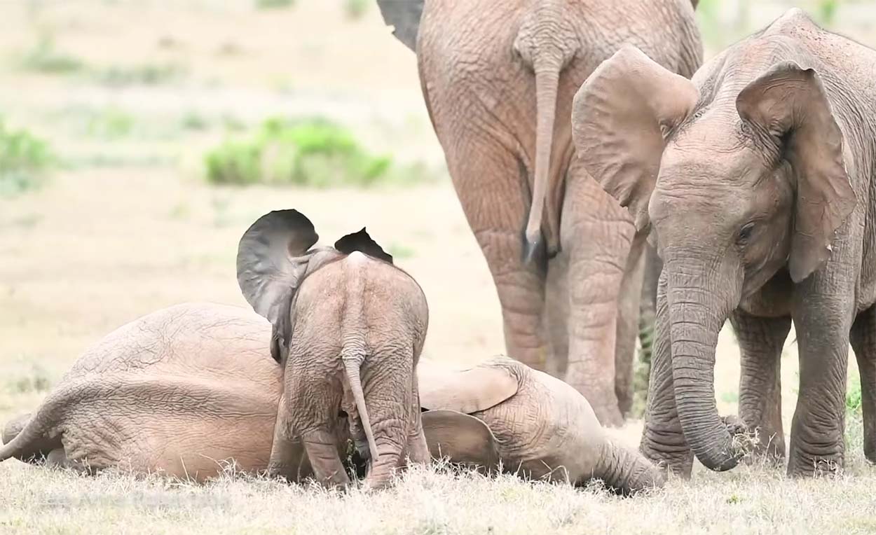Elefante bebé travieso