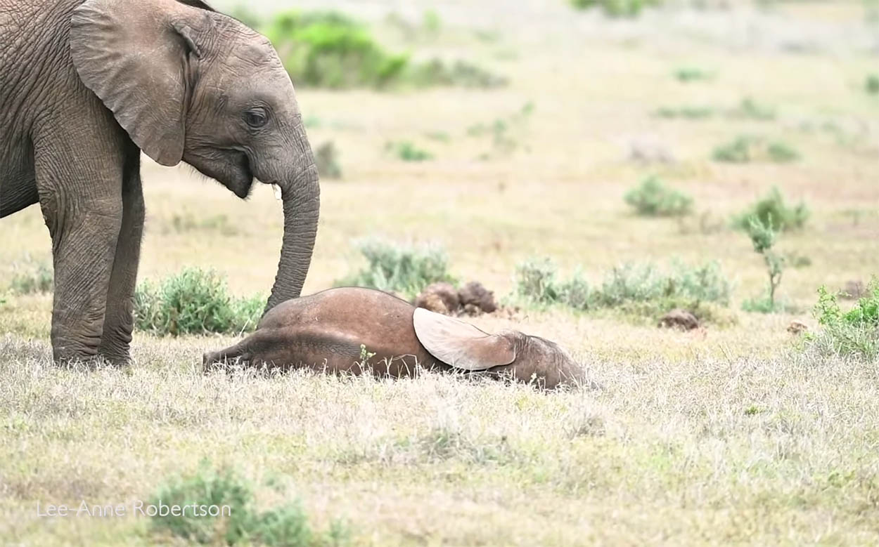 Elefante bebé y su hermano mayor