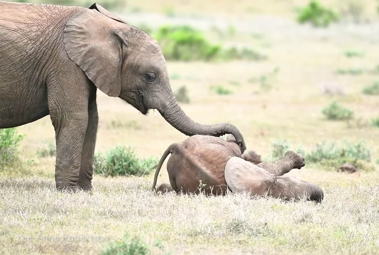 Elefantes jugando