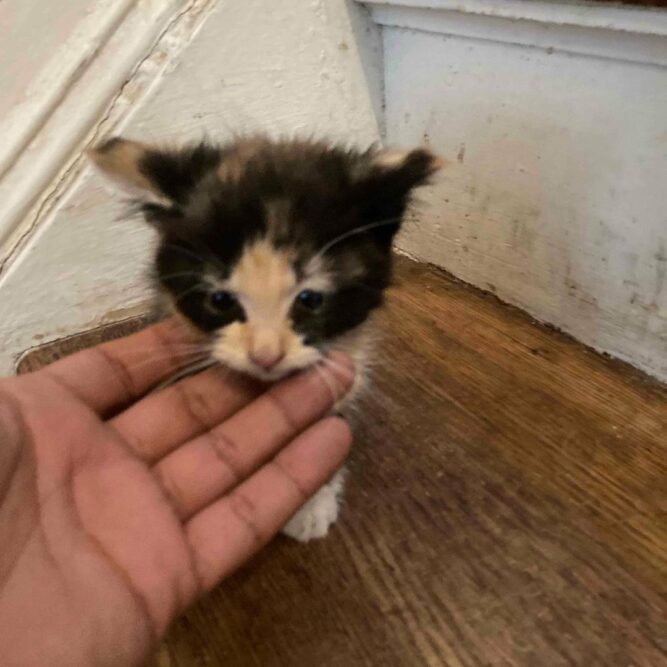 Gatito está feliz de ser rescatado