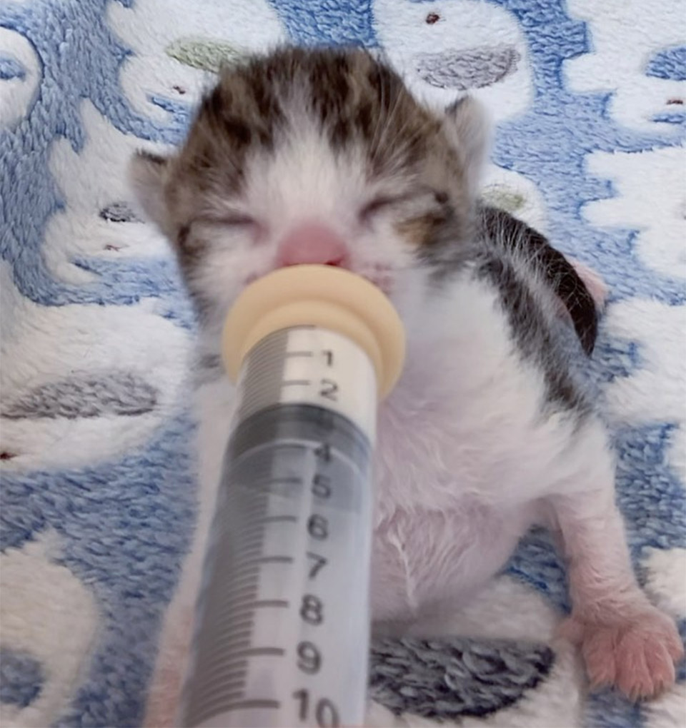 Gatito recién nacido comiendo