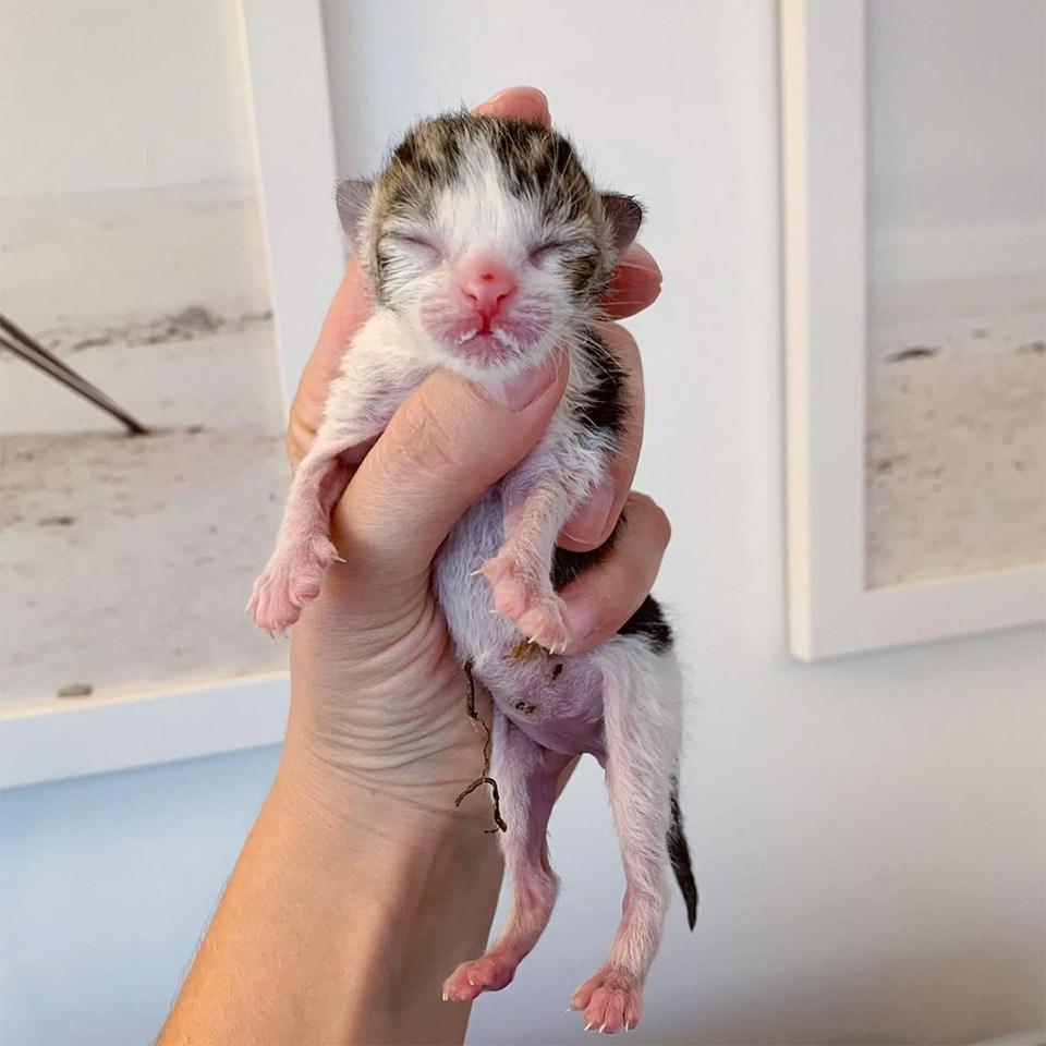 Gatito recién nacido rescatado