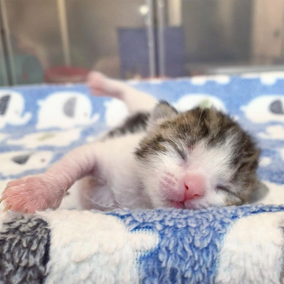 Gatito recién nacido salvado