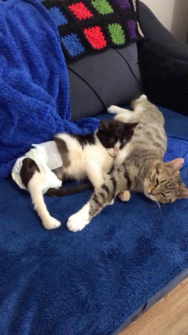 Gatitos duermen juntos