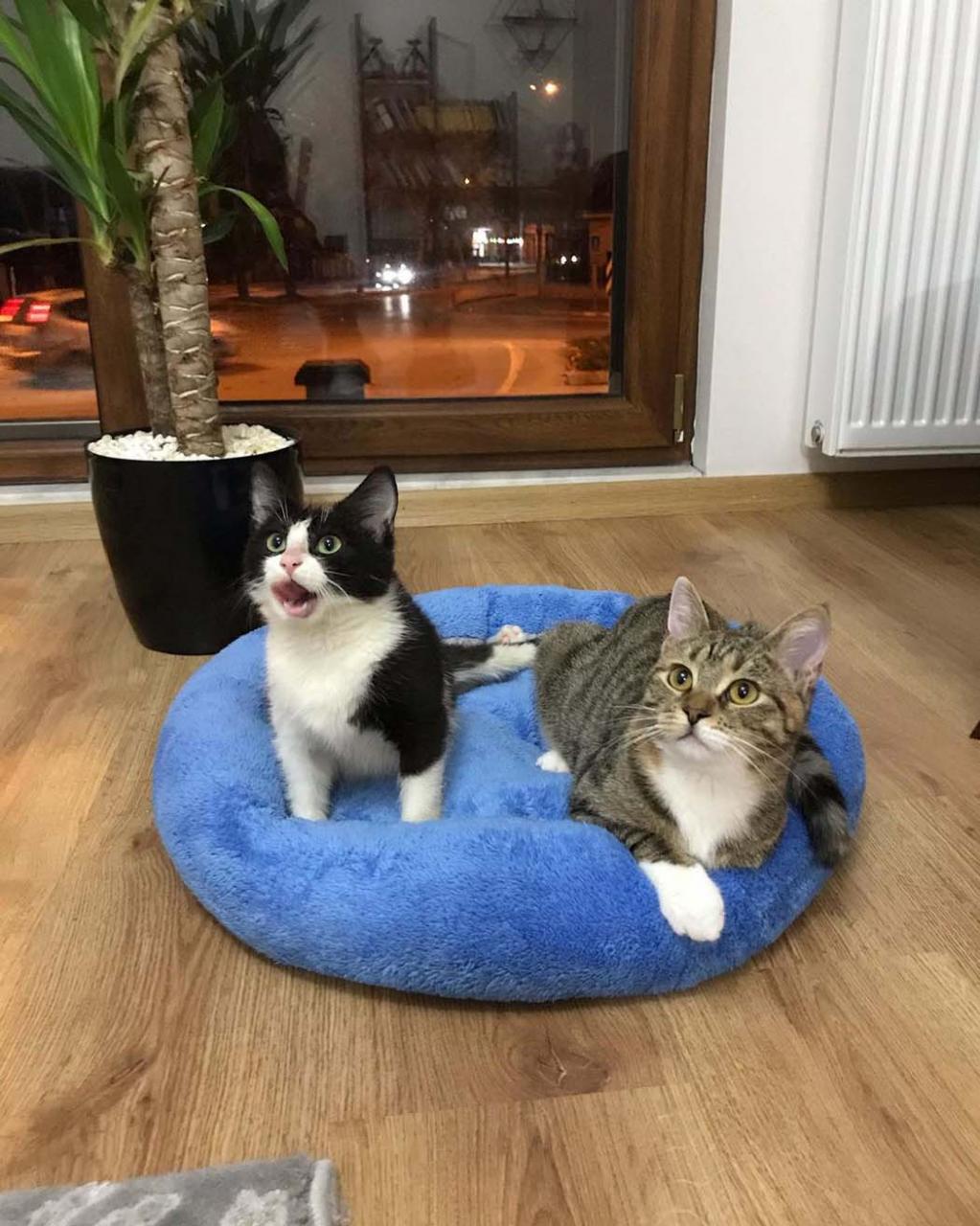 Gatitos en la sala