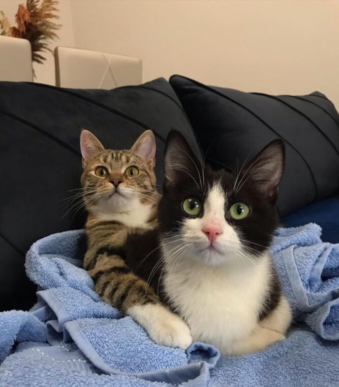 Gato de 3 patas cuida a gatito paralitico