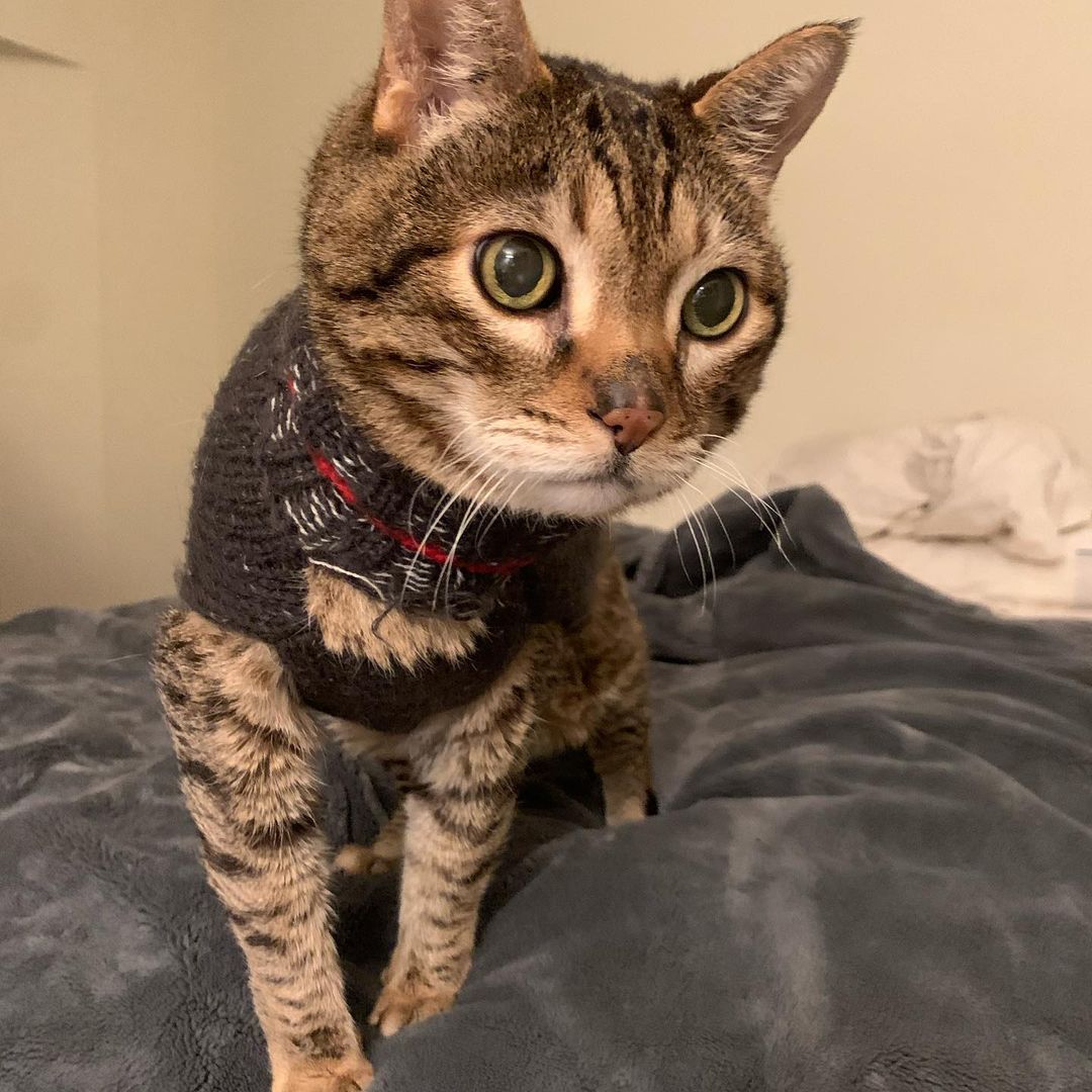 Gato viste suéter