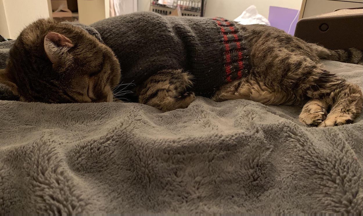 Gato y su suéter favorito