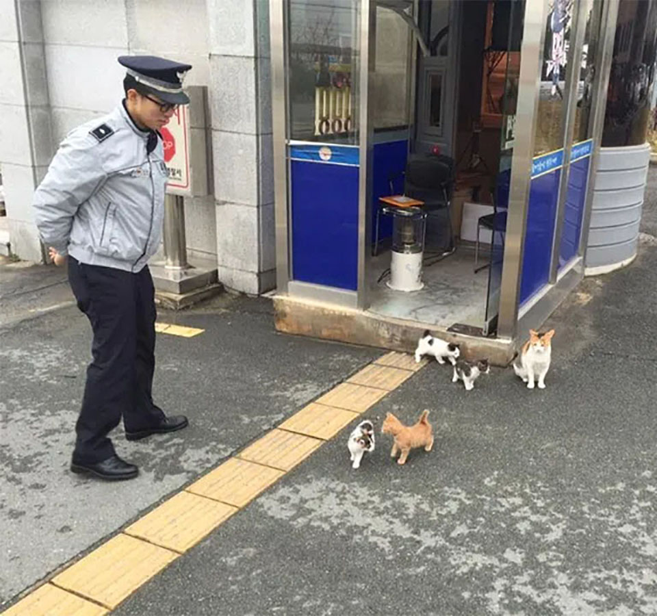 Gatos en la estación