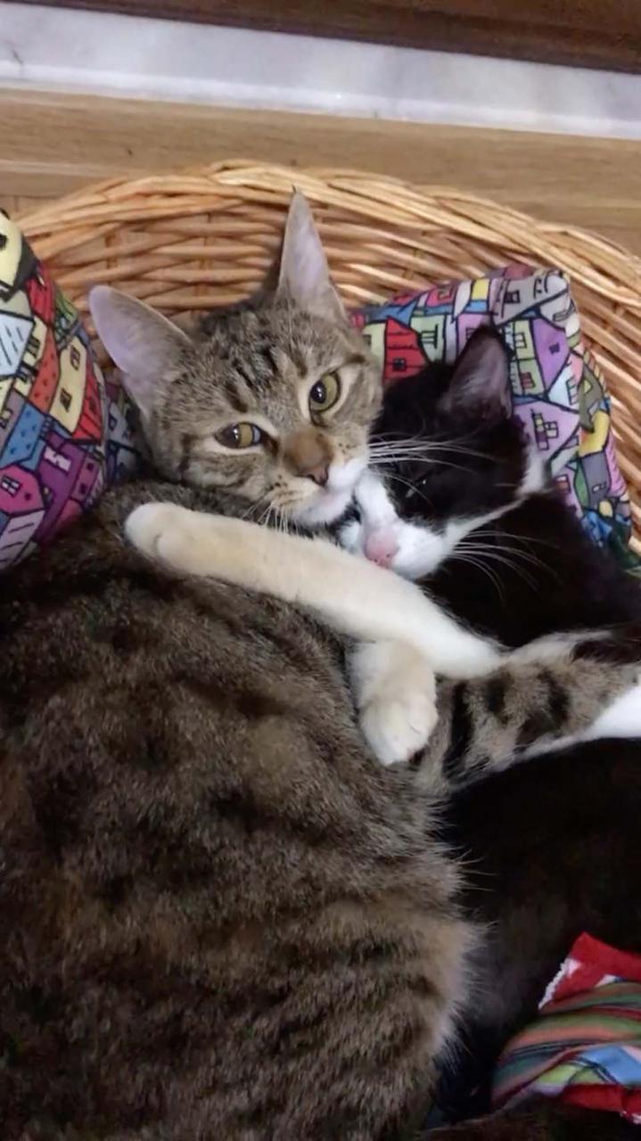 Hermosos gatitos abrazados