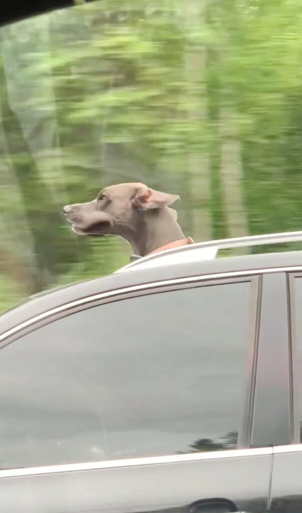 Cachorro gran danés asoma la cabeza por la ventanilla del auto