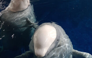 Dos Ballenas Beluga