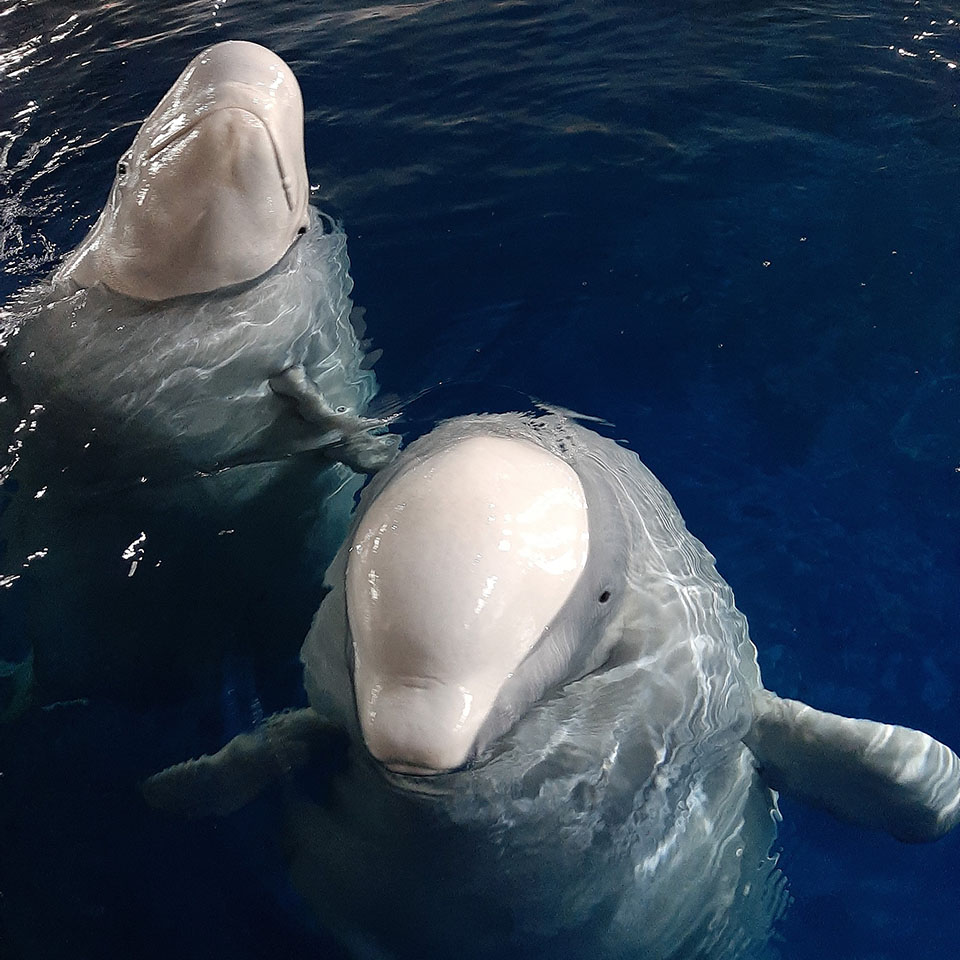 Dos Ballenas Beluga