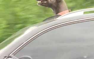 Gran danés ama asomar la cabeza por la ventanilla del auto