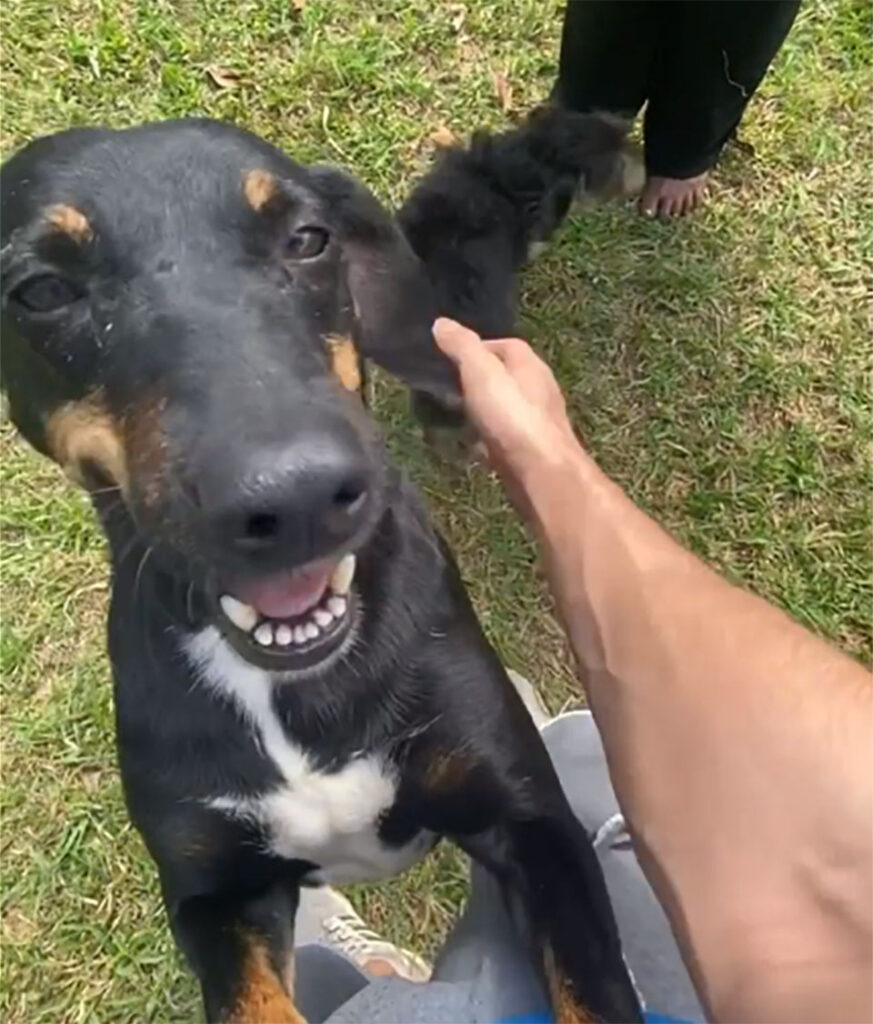 Perrito aparentemente sin hogar Negao