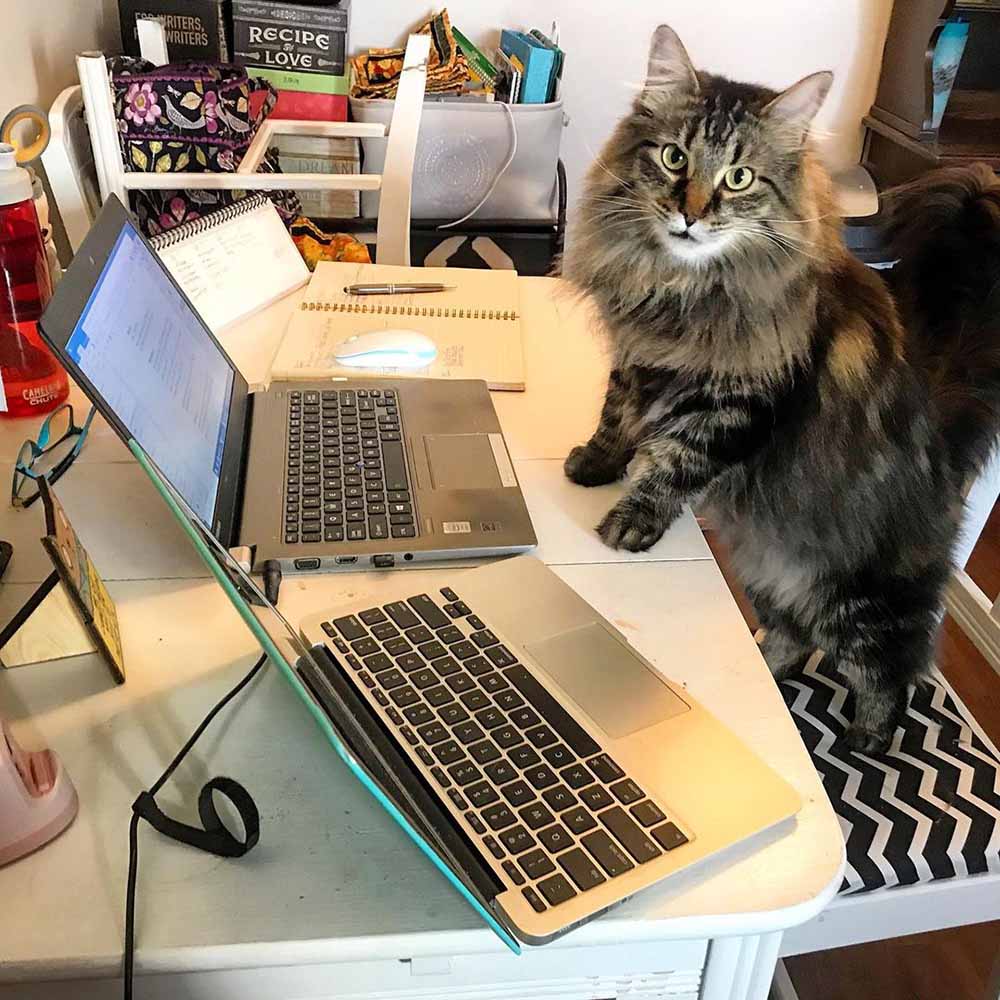 Adorable felino en la computadora