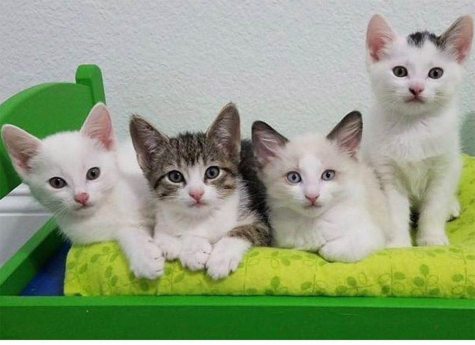 Cuatro gatitos adoptados
