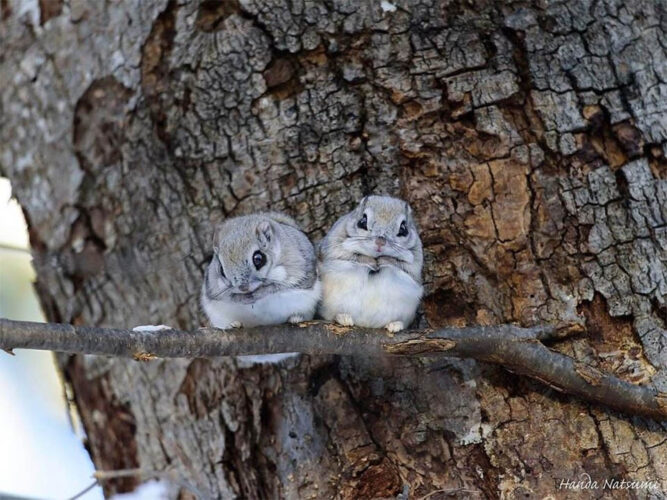 Estas ardillas voladoras hermosas