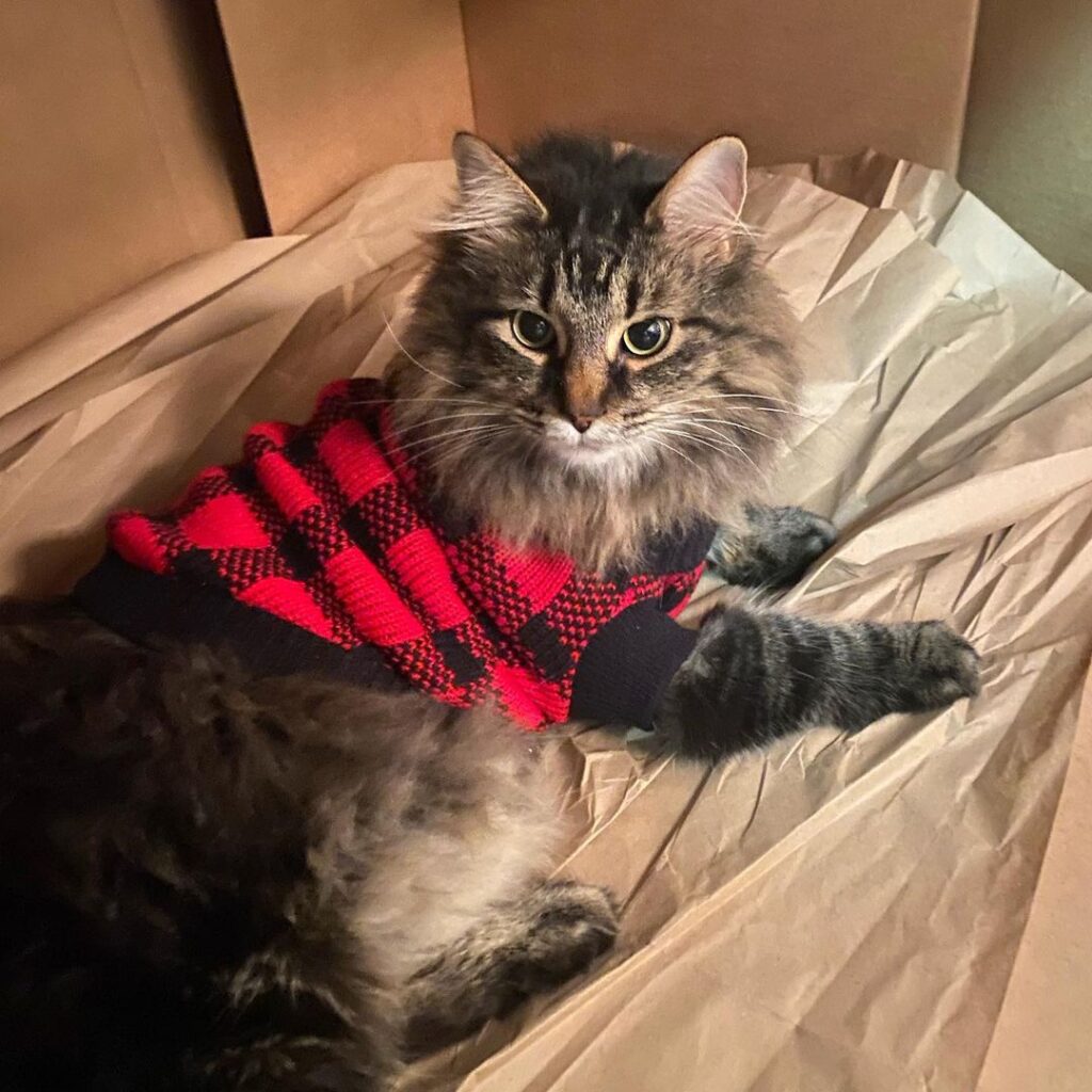 Gatito usa suéter
