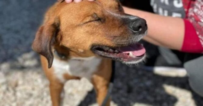 perrito