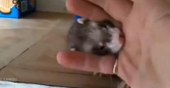 Ferret drags the man's hand to the box to show off her cute babies