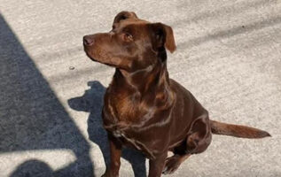 perro sin hogar espera ser rescatado