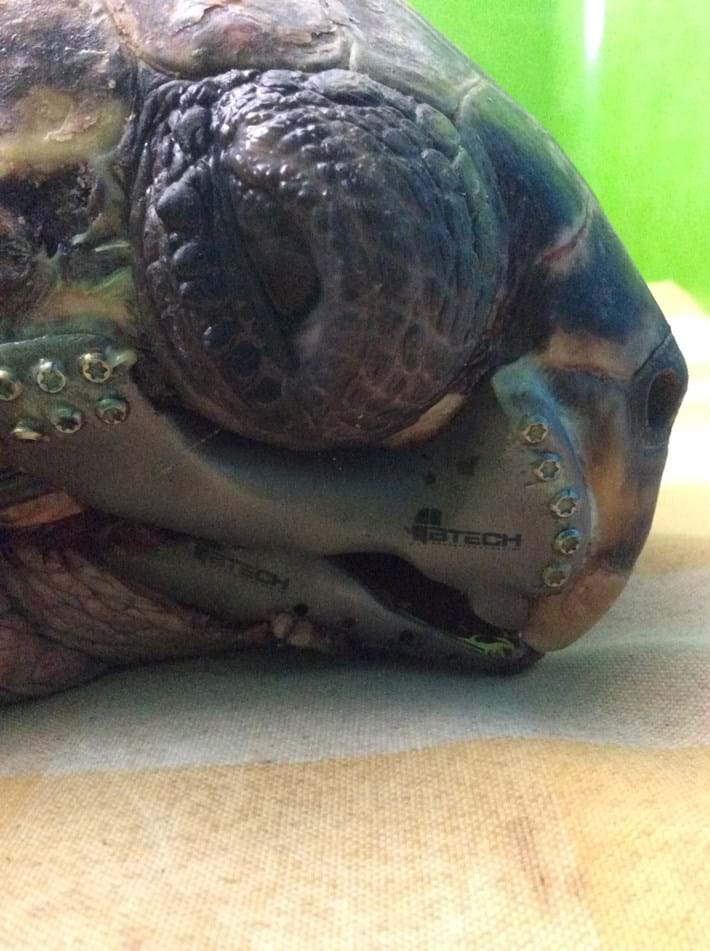 Turtle-3-2015-5-18