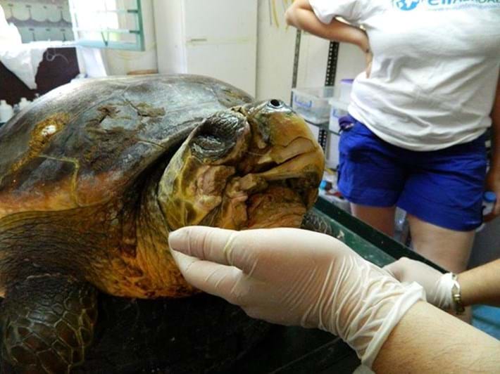 Injured Turtle 2015 05 18