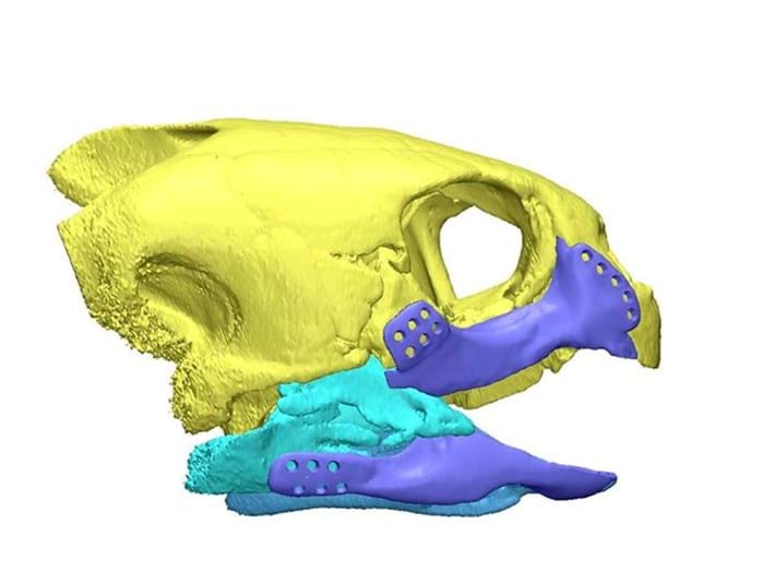 Turlte 3D Printed Beak 2015 05 18