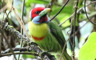 Meet the exceptionally vibrant Versicolored Barbet!