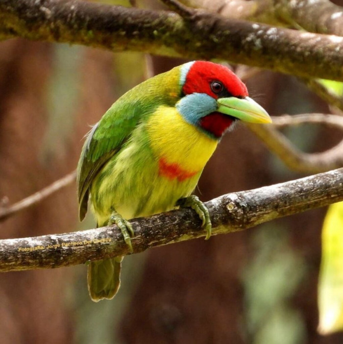 The female and male birds have different color patterns