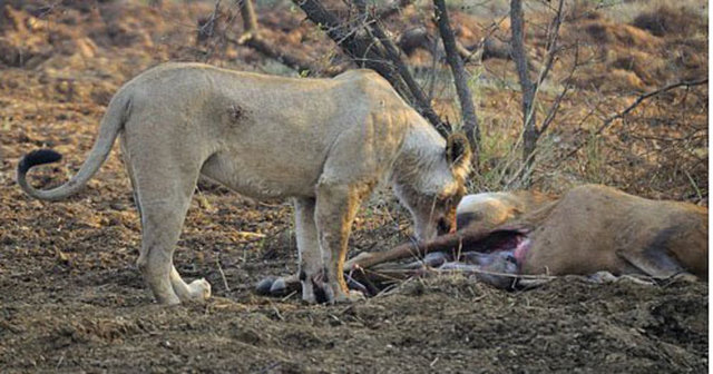 A Lioness Reacts To Realizing That The Antelope She Hunted Was Pregnant - Fascinating Things